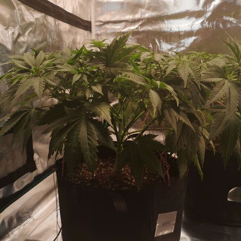 Cheese growlog timeline photo