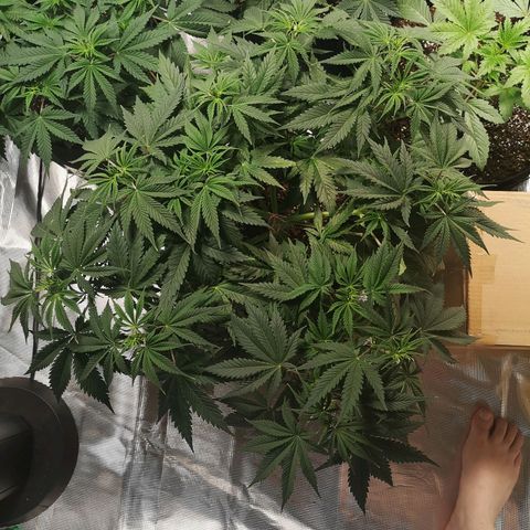 Cheese growlog timeline photo