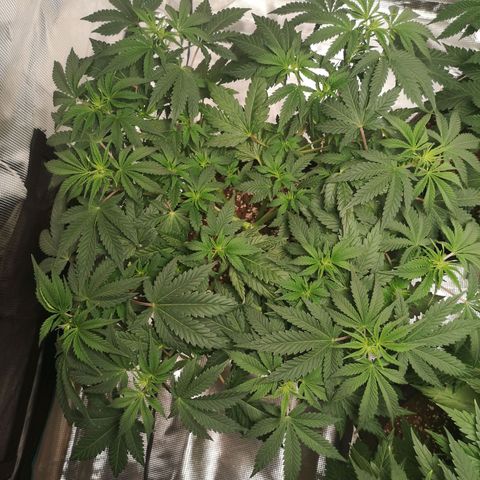 Northern Lights #5 growlog timeline photo