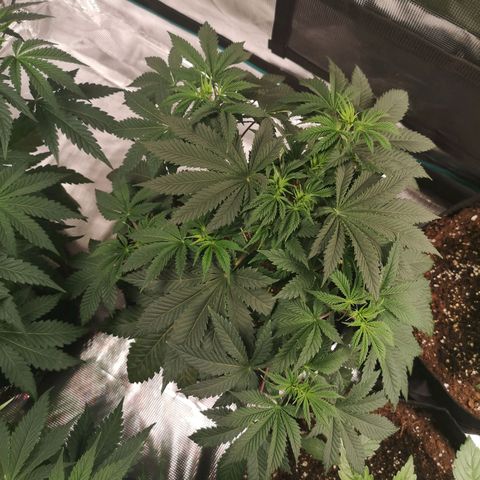 Grandaddy black growlog timeline photo