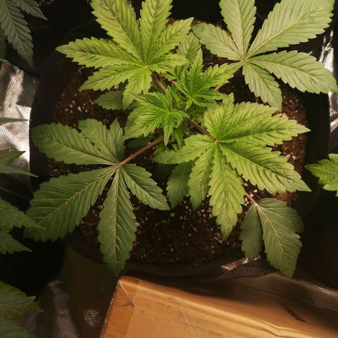 O. K. C growlog timeline photo