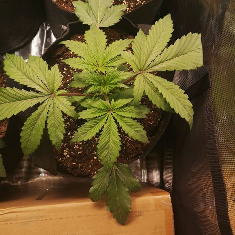 10th Planet growlog timeline photo