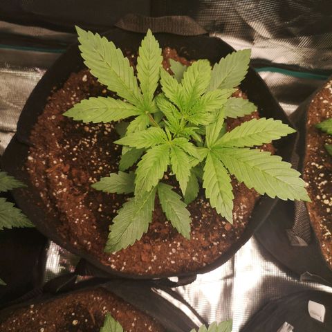 Europa Auto growlog timeline photo