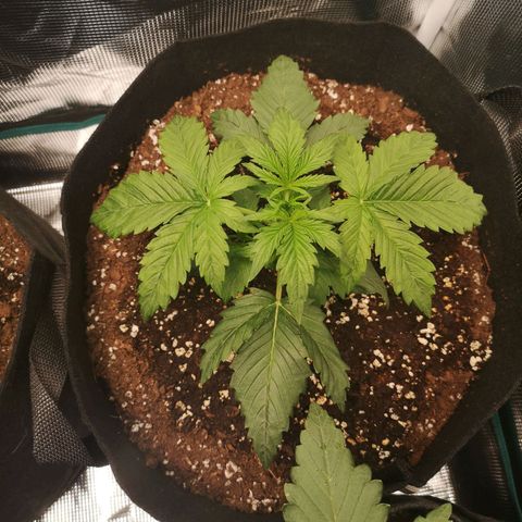 Banana hammock auto  growlog timeline photo