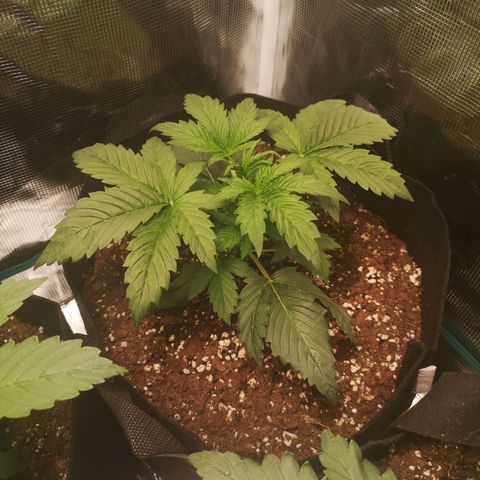 Banana hammock auto  growlog timeline photo