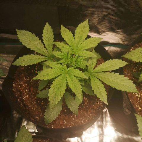 Europa Auto growlog timeline photo
