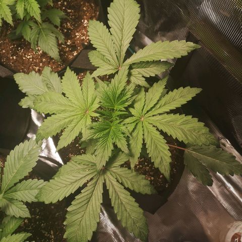 10th Planet growlog timeline photo