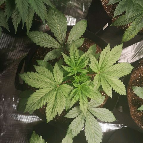 O. K. C growlog timeline photo