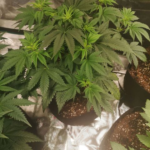 Grandaddy black growlog timeline photo