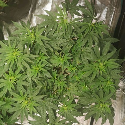 Northern Lights #5 growlog timeline photo