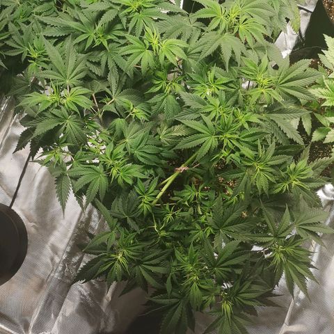 Cheese growlog timeline photo