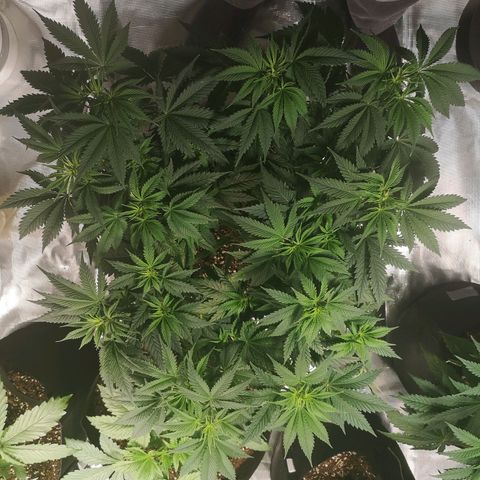 Cheese growlog timeline photo