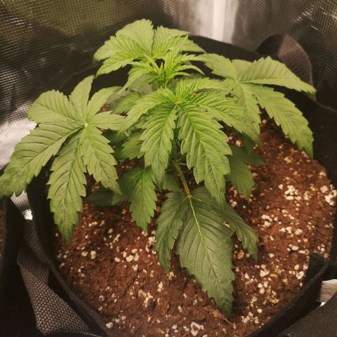 Banana hammock auto  growlog timeline photo