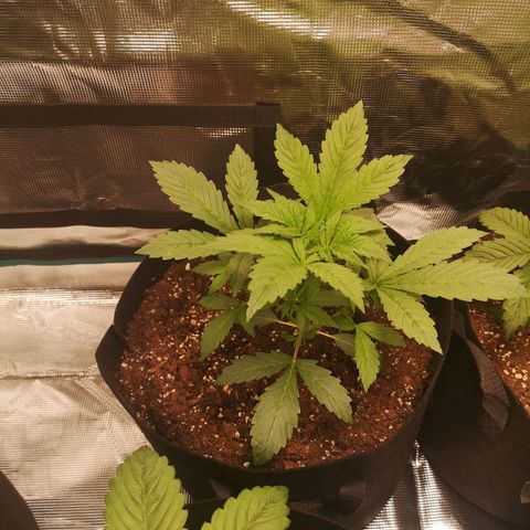 Europa Auto growlog timeline photo