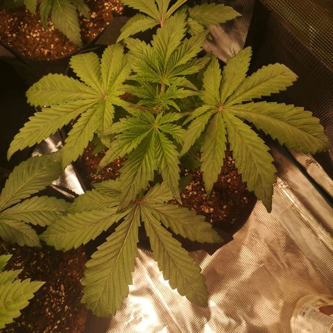 10th Planet growlog timeline photo