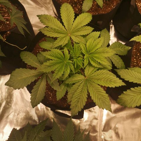 O. K. C growlog timeline photo