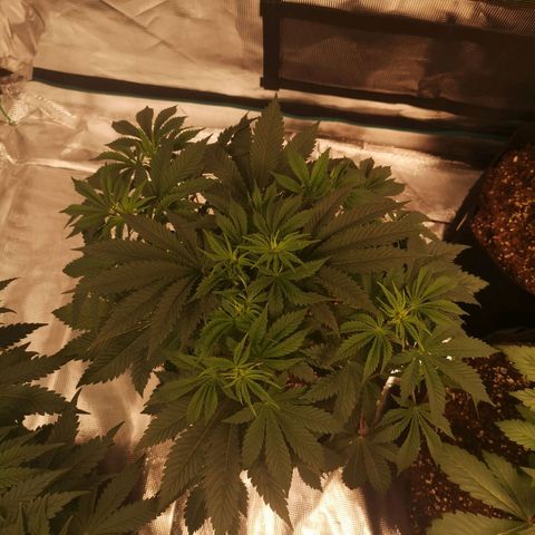 Grandaddy black growlog timeline photo