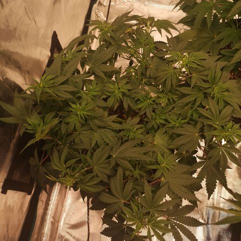 Northern Lights #5 growlog timeline photo