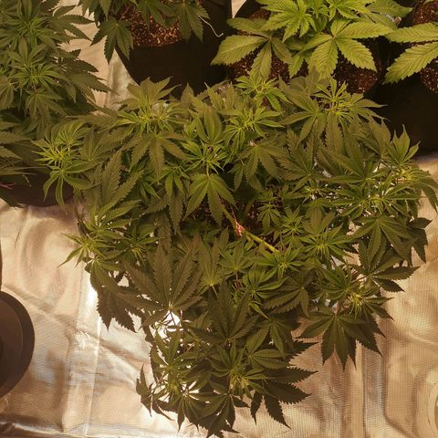 Cheese growlog timeline photo