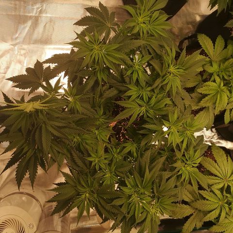 Cheese growlog timeline photo
