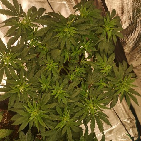 Northern Lights #5 growlog timeline photo