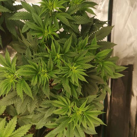 Grandaddy black growlog timeline photo
