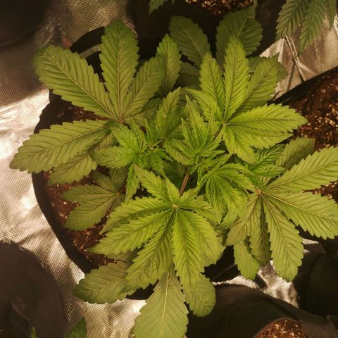 O. K. C growlog timeline photo