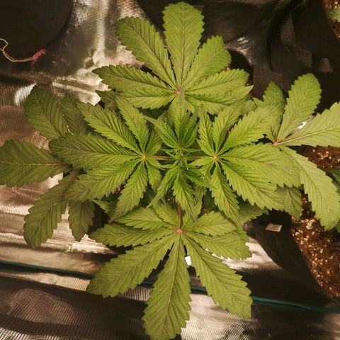 10th Planet growlog timeline photo