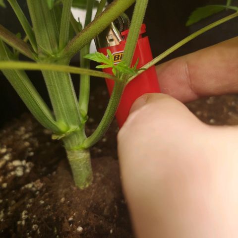 10th Planet growlog timeline photo