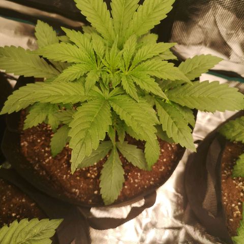 Europa Auto growlog timeline photo