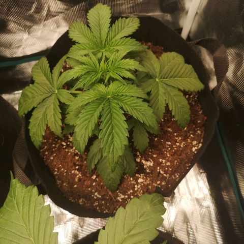 Banana hammock auto  growlog timeline photo