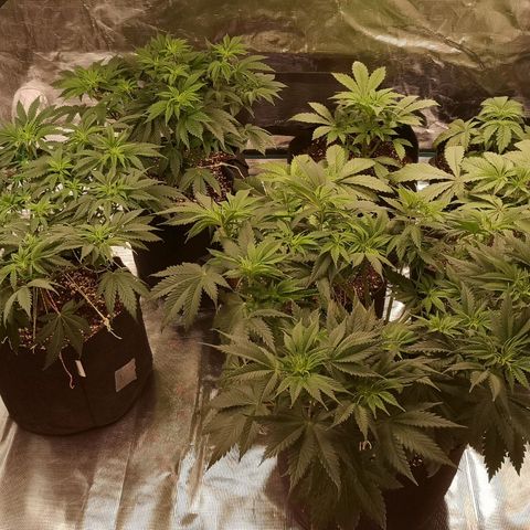 Europa Auto growlog timeline photo