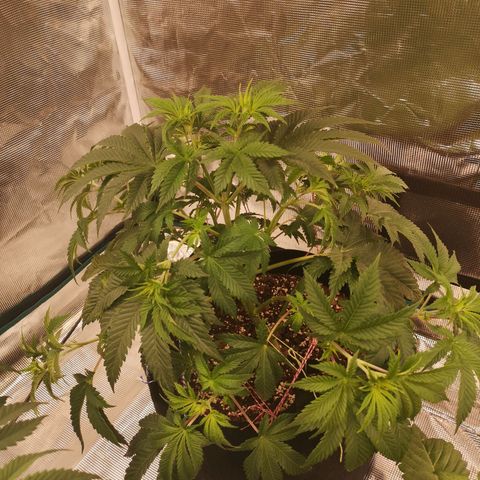 Grandaddy black growlog timeline photo