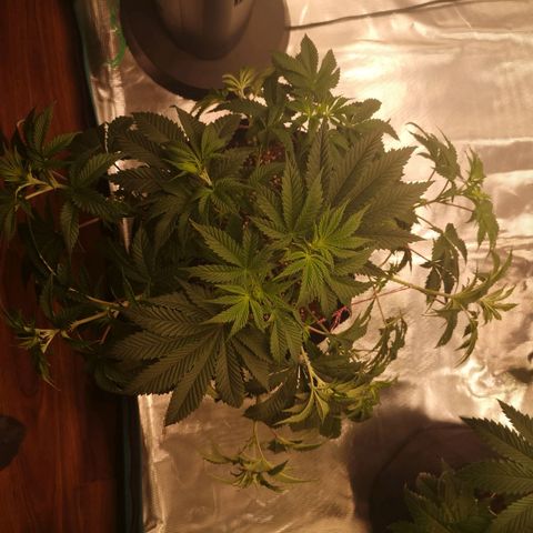 Grandaddy black growlog timeline photo