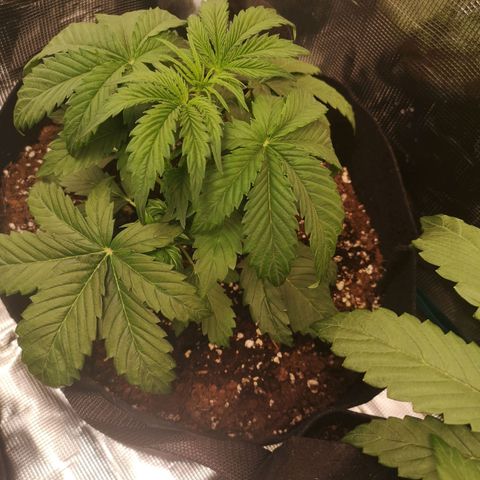 Banana hammock auto  growlog timeline photo