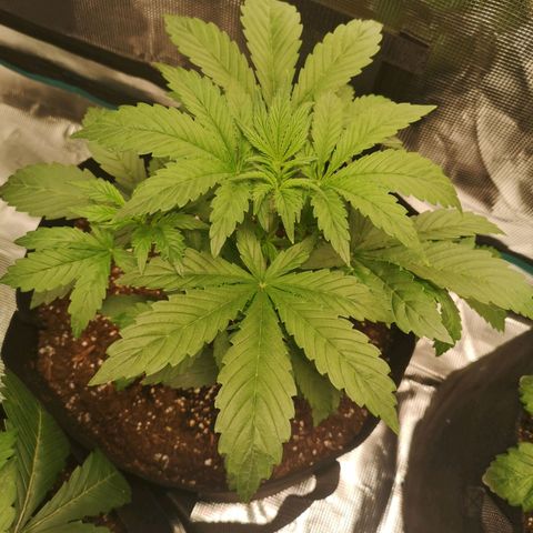 Europa Auto growlog timeline photo