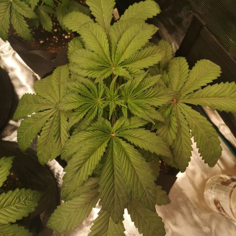 10th Planet growlog timeline photo