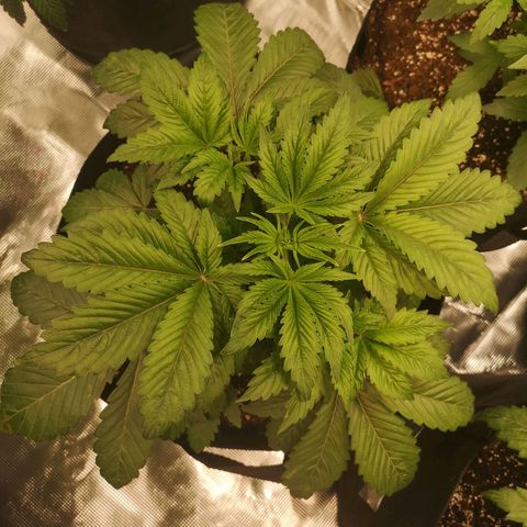 O. K. C growlog timeline photo