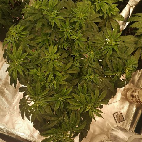 Cheese growlog timeline photo