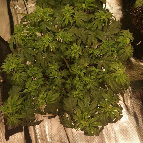 Northern Lights #5 growlog timeline photo