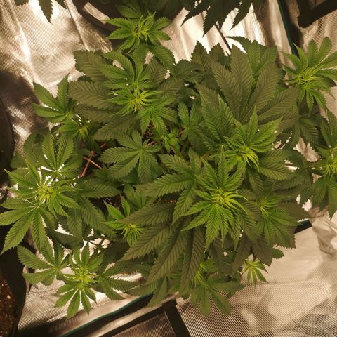 Grandaddy black growlog timeline photo