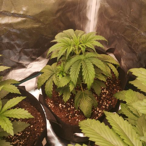 Banana hammock auto  growlog timeline photo