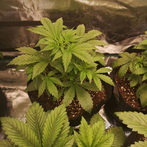 Europa Auto growlog timeline photo
