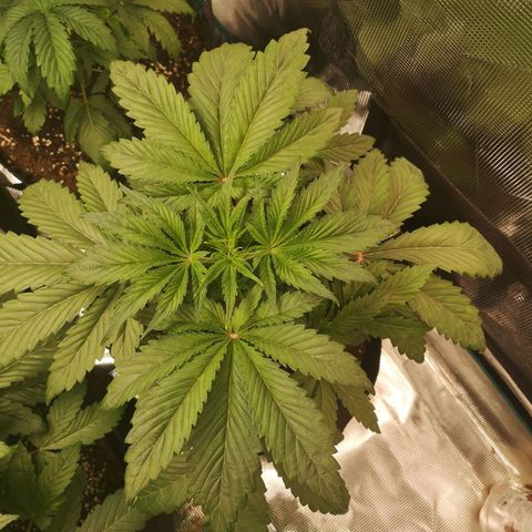 10th Planet growlog timeline photo