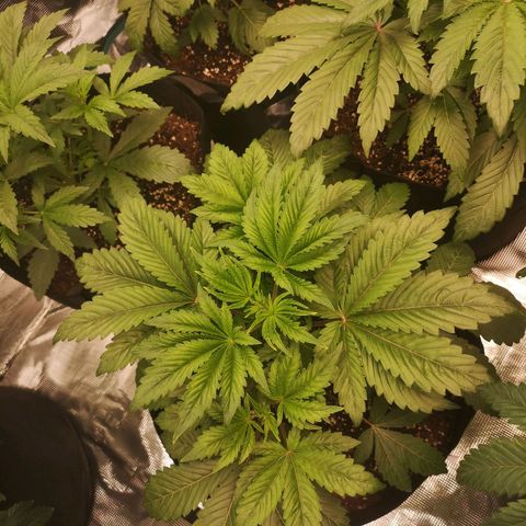O. K. C growlog timeline photo