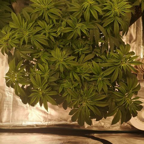 Cheese growlog timeline photo