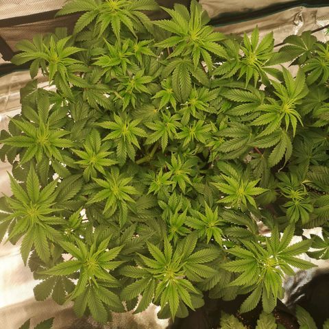 Northern Lights #5 growlog timeline photo