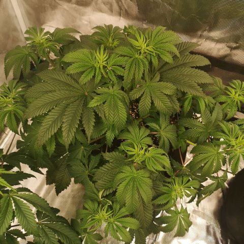 Grandaddy black growlog timeline photo