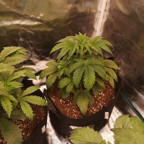 Banana hammock auto  growlog timeline photo