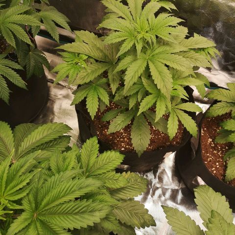 Europa Auto growlog timeline photo